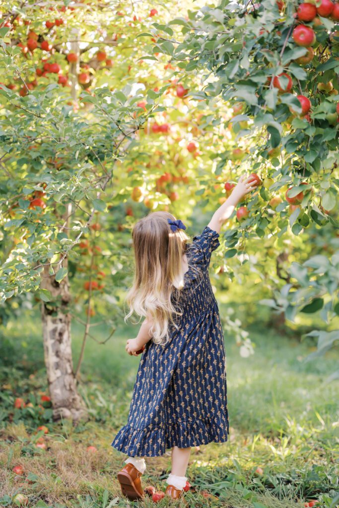 a girl reaches for an apple during apple orchard mini session in Lakeville, MN.